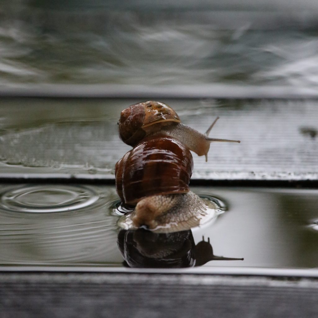 Escargots au Vide Grenier
